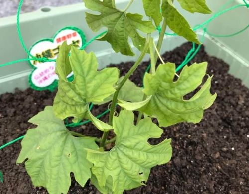 ゴーヤのベランダ栽培 摘芯や種まき 苗の植え付けの時期や方法 Greensnap グリーンスナップ ゴーヤのベランダ栽培 摘芯や種まき 苗の植え付けの時期や方法 Greensnap グリーンスナップ
