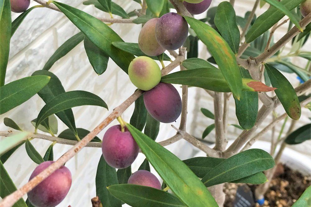 オリーブ・シプレッシーノ