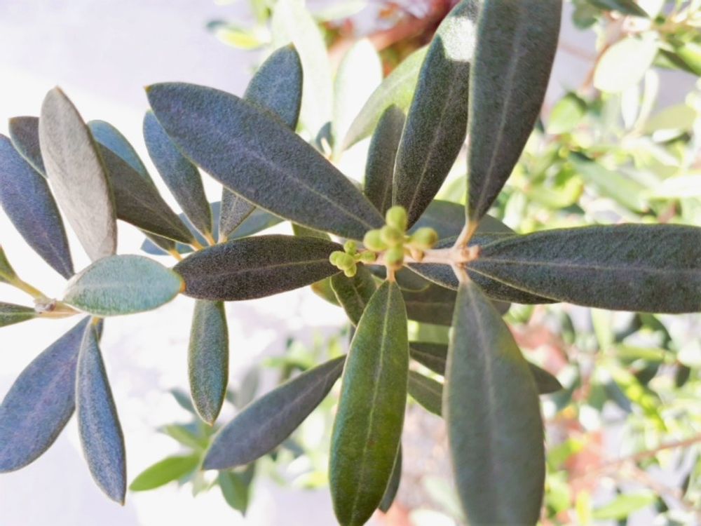 オリーブ・マンザニロ