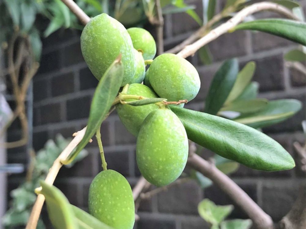 オリーブ・ルッカ