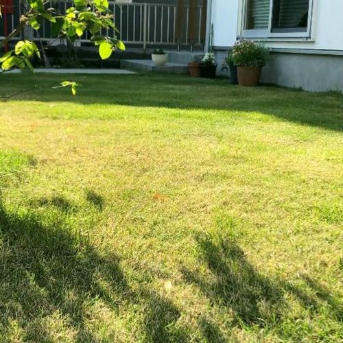 芝生の除草剤 芝生は枯れない 液剤と粒剤の違いは 雑草によって変えるべき Greensnap グリーンスナップ
