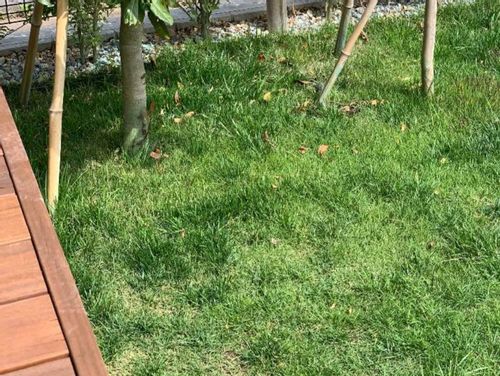 芝生の除草剤 芝生は枯れない 液剤と粒剤の違いは 雑草によって変えるべき Greensnap グリーンスナップ