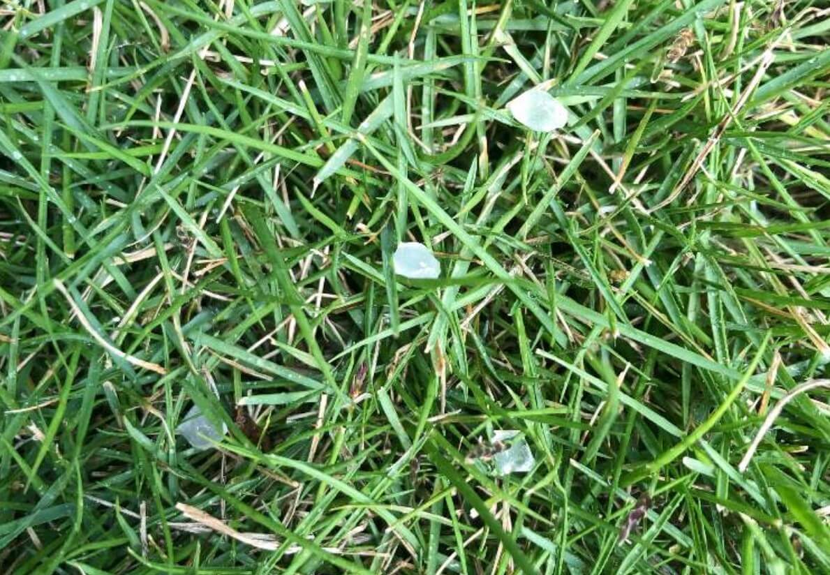 芝生に生える雑草の種類 対策方法は クローバーの抜き方は Greensnap グリーンスナップ