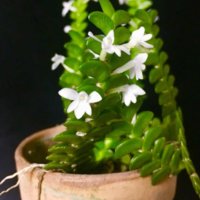 アングレカムとは｜花言葉や育て方は？水苔で育てられる？の画像