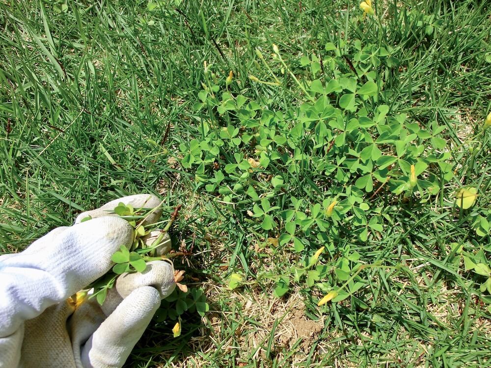 憧れの芝生のお庭 キレイに保つためのお手入れ方法とは Greensnap グリーンスナップ