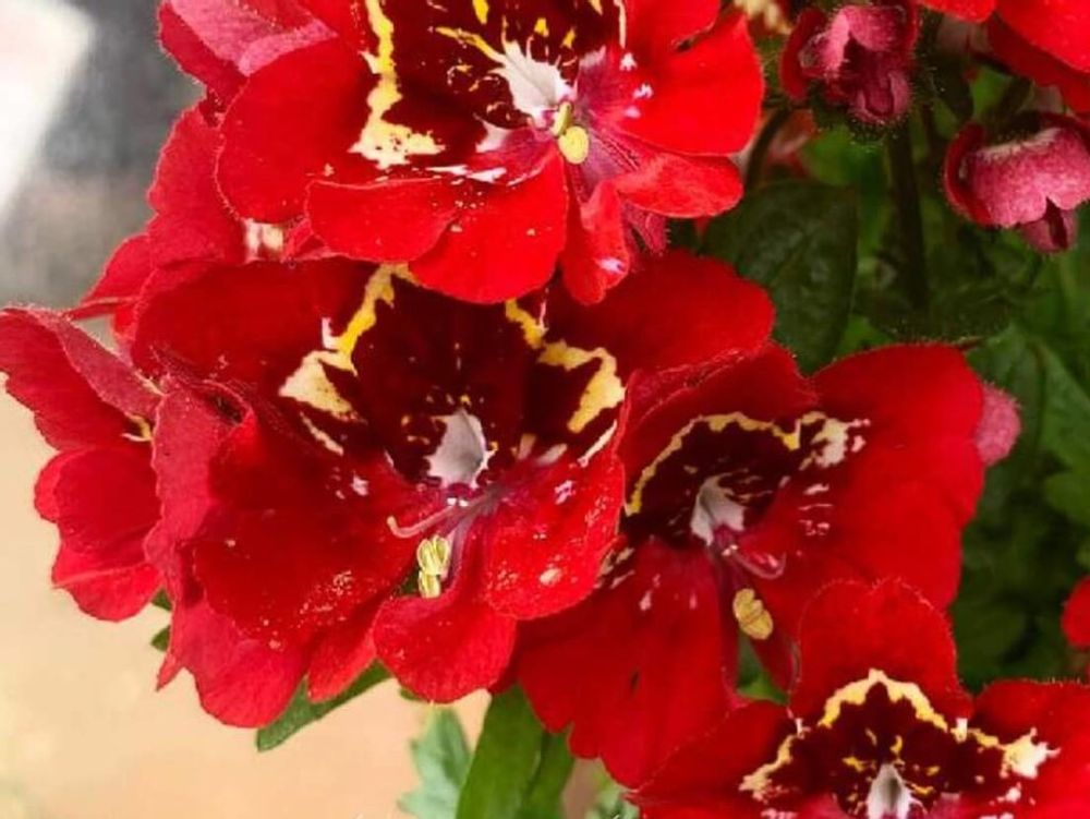 シザンサス　赤い花