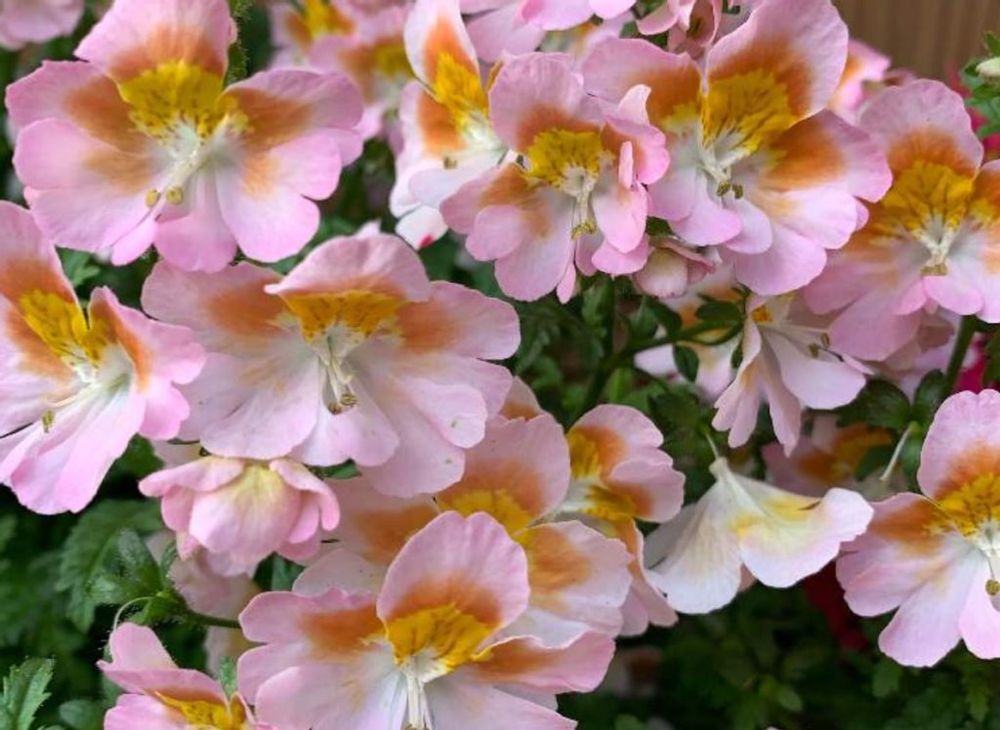 シザンサス　ピンク色の花