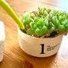 多肉植物の水やり頻度は季節で変えて！霧吹きはダメ？水やりサインは？の画像
