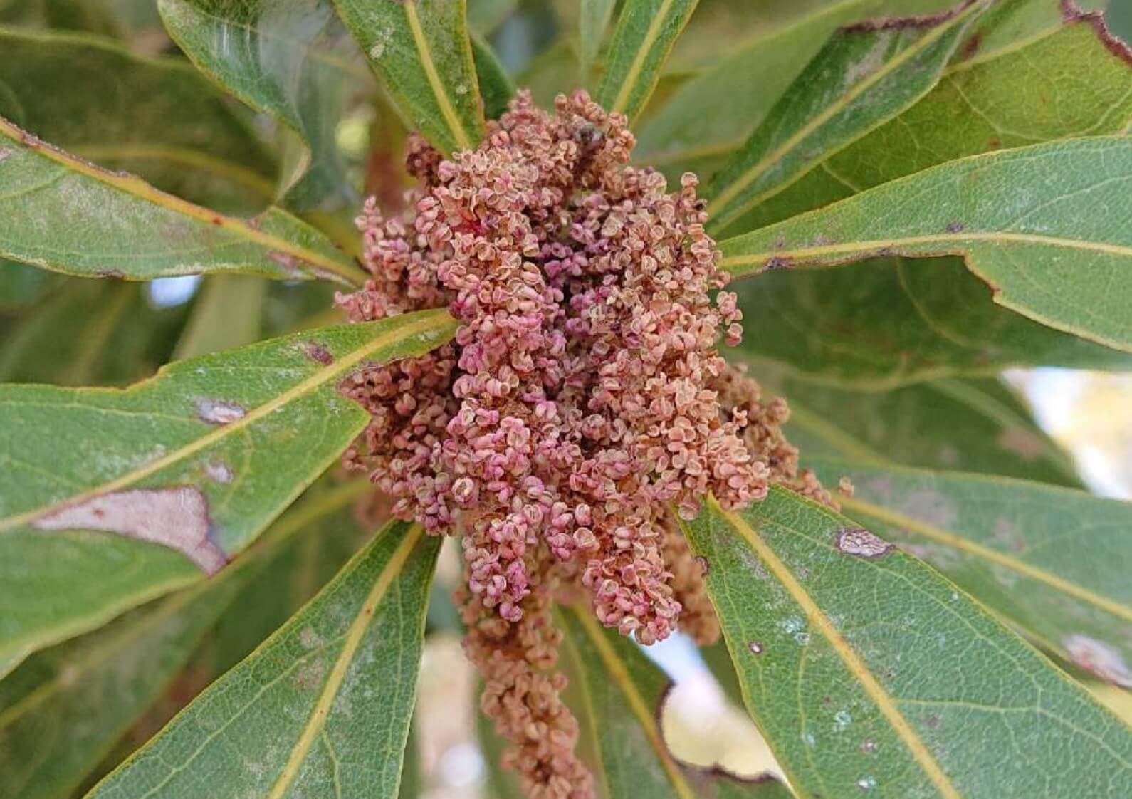 ヤマモモ 山桃 の花言葉 実の食べ方や味 花の特徴は Greensnap グリーンスナップ