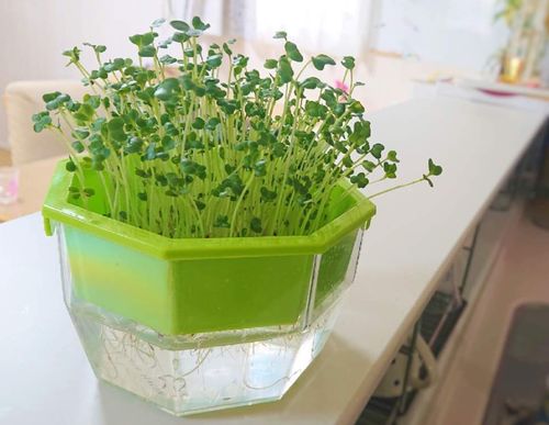 スプラウトとは 栽培方法や栄養 食べ方は 種類はどれくらいある Greensnap グリーンスナップ