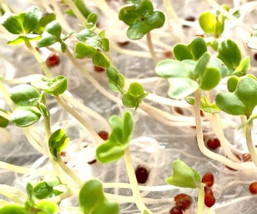 スプラウトとは 栽培方法や栄養 食べ方は 種類はどれくらいある Greensnap グリーンスナップ