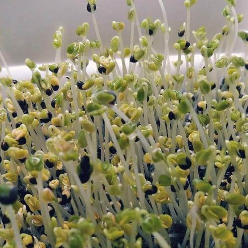 スプラウトとは 栽培方法や栄養 食べ方は 種類はどれくらいある Greensnap グリーンスナップ