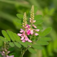 コマツナギの花｜開花時期はいつ？育て方、花言葉は？の画像