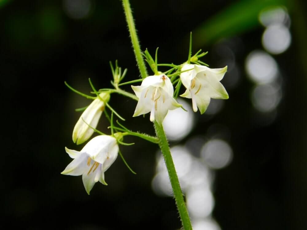 ツリガネニンジン