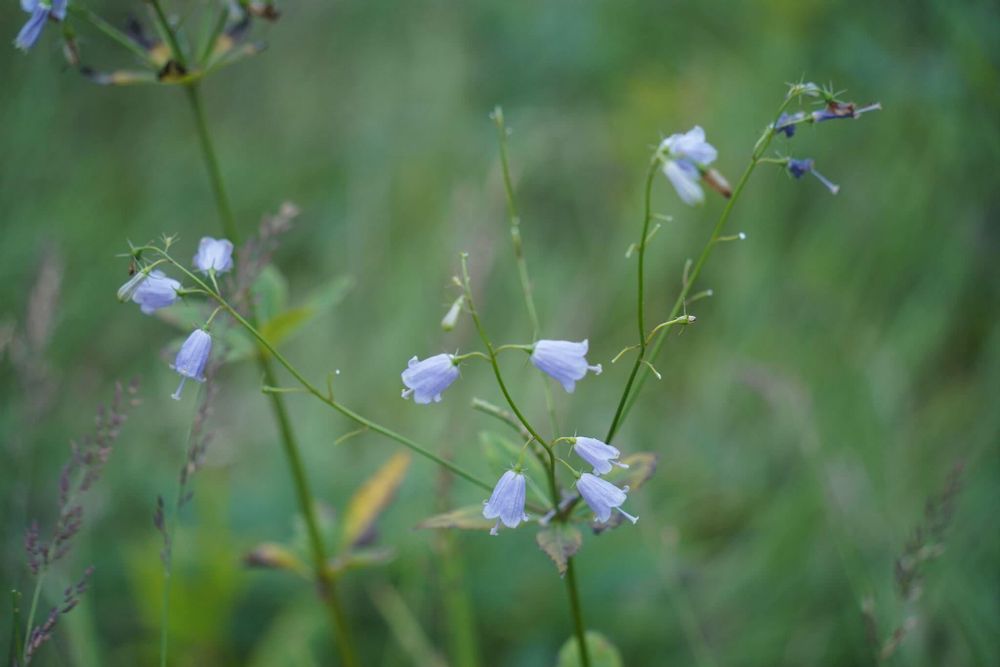 ツリガネニンジン