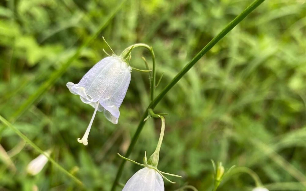 ツリガネニンジン