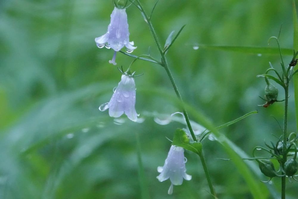 ツリガネニンジン