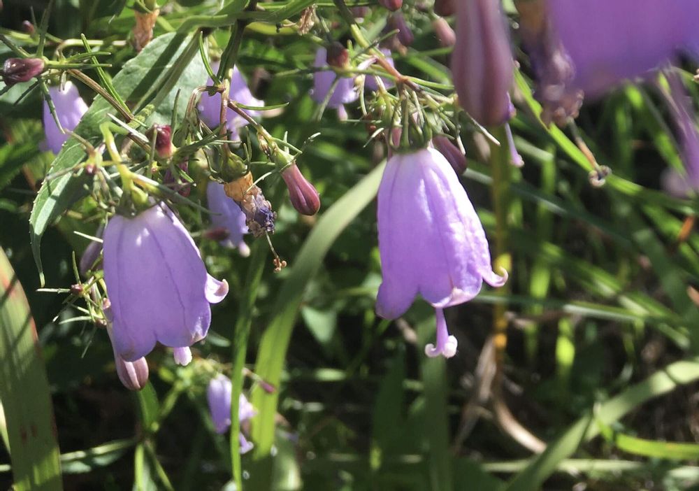 ツリガネニンジン