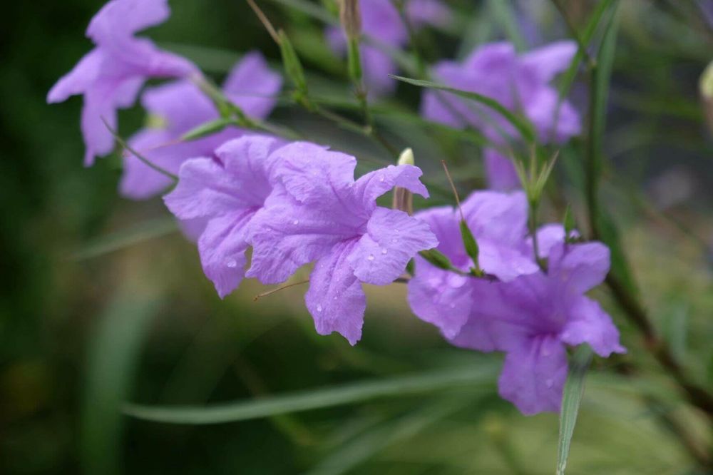 ヤナギバルイラソウ