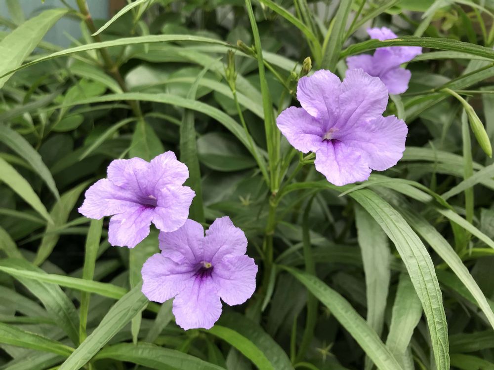 ヤナギバルイラソウ