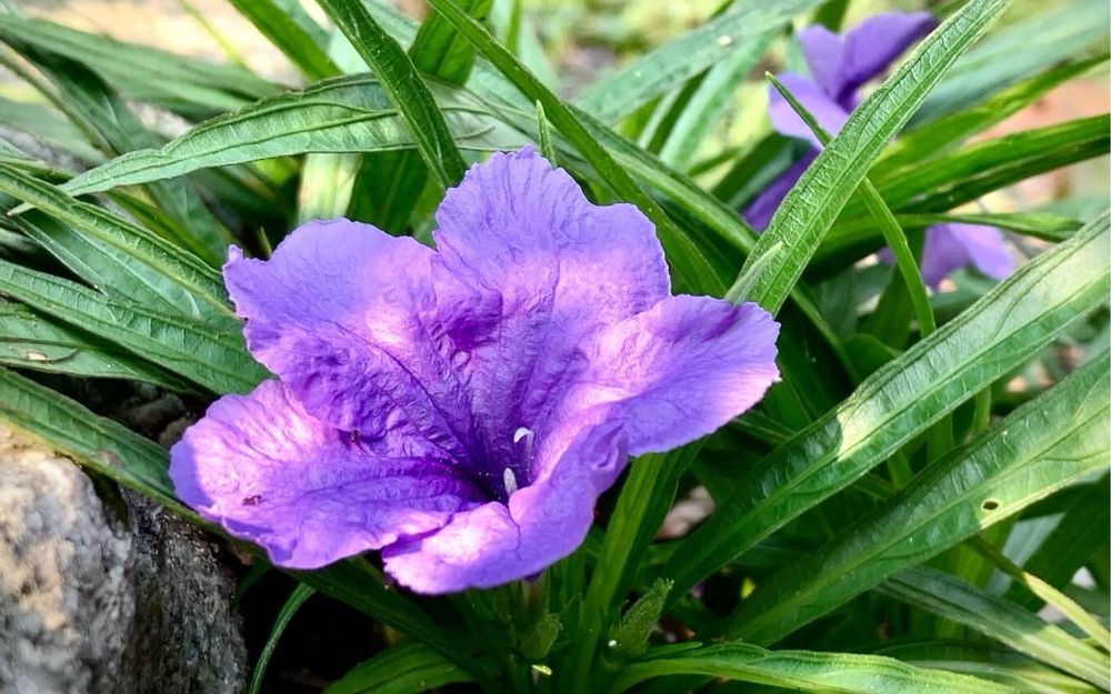 ヤナギバルイラソウ