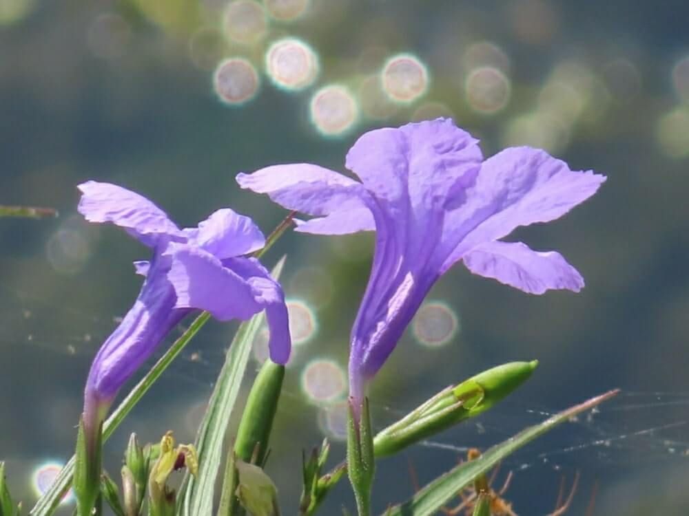 ヤナギバルイラソウ