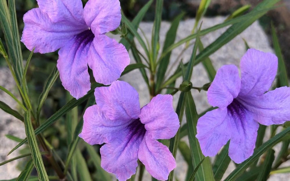 ヤナギバルイラソウ