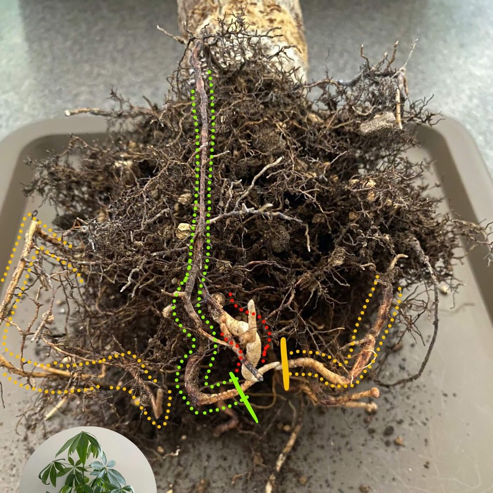 観葉植物　植え替え　走り根　主根