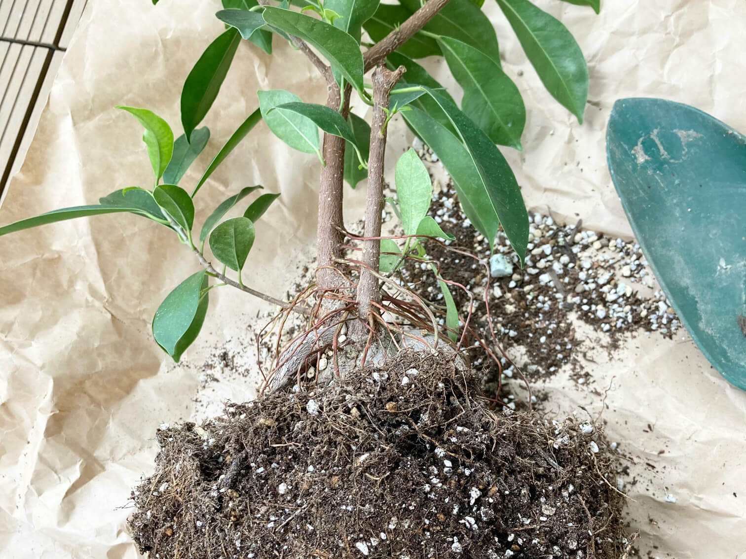 植物 植え 時期 観葉 替え ドラセナの植え替え方法！時期や土、根の処理はどうする？
