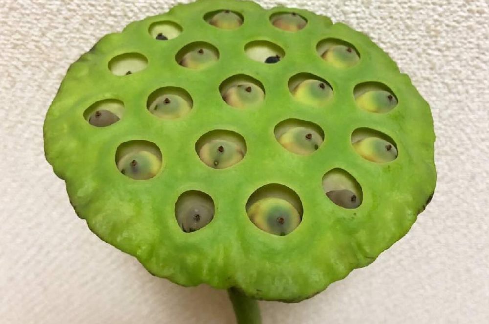 ハス(蓮)の実とは|収獲の時期や方法、効能や食べ方は?見た目が怖い?|🍀GreenSnap(グリーンスナップ) ハス(蓮)の実とは|収獲の時期や方法、効能や食べ方は?見た目が怖い?|🍀GreenSnap(グリーンスナップ)
