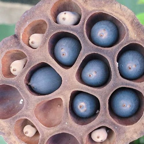 ハス 蓮 の実とは 収獲の時期や方法 効能や食べ方は 見た目が怖い Greensnap グリーンスナップ ハス 蓮 の実とは 収獲の時期や方法 効能や食べ方は 見た目が怖い Greensnap グリーンスナップ