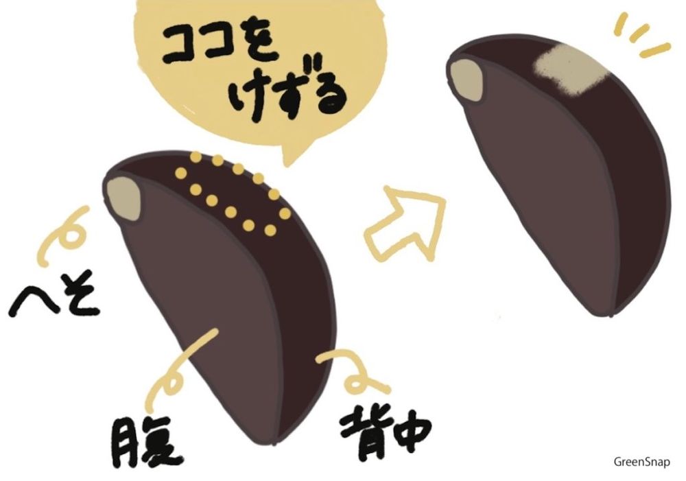 アサガオ 朝顔 種 芽切り