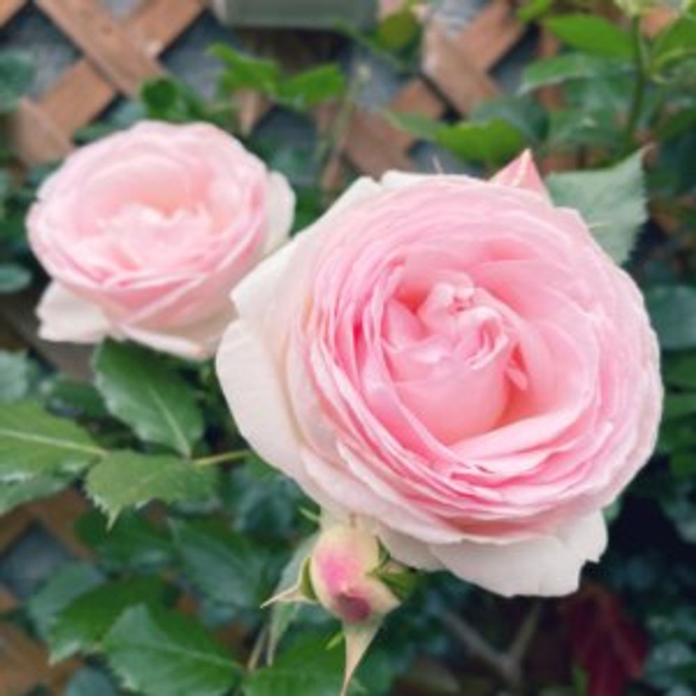 ピエール ドゥ ロンサール