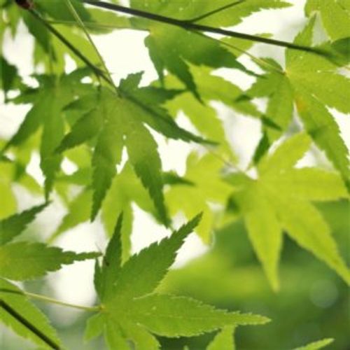 イロハモミジの剪定 強剪定や弱剪定の方法や時期は Greensnap グリーンスナップ イロハモミジの剪定 強剪定や弱剪定の方法や時期は Greensnap グリーンスナップ