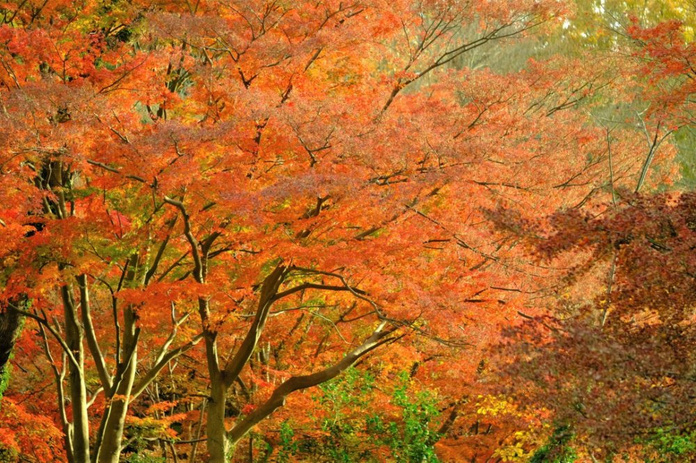 イロハモミジの剪定時期はいつ？小さく育てる方法やどこを切るか解説