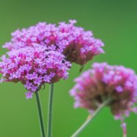 ヤナギハナガサの育て方｜種まきの時期は？どんな花言葉をもつ？の画像