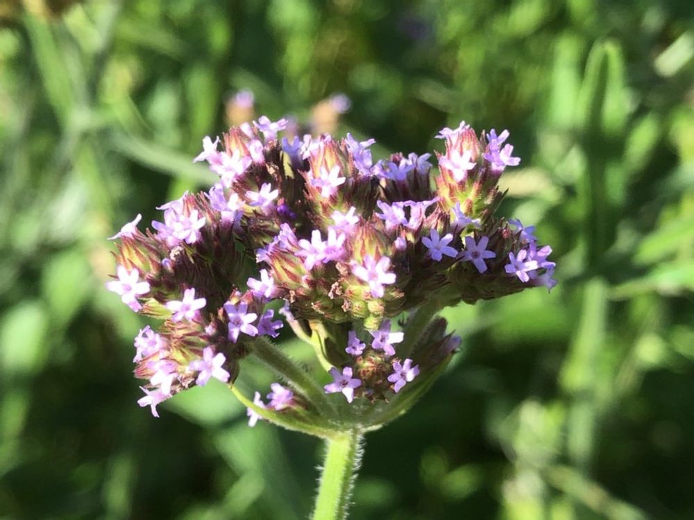 ヤナギハナガサ