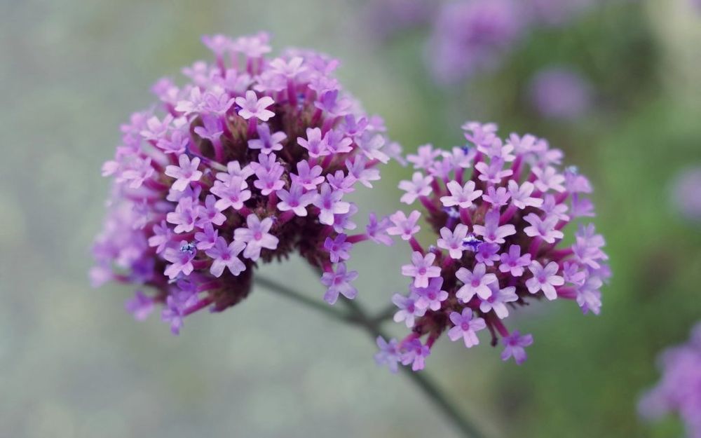 ヤナギハナガサ