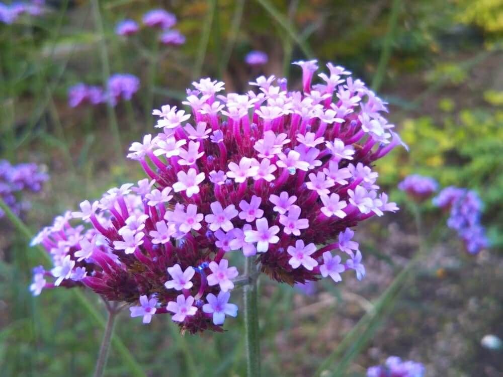 ヤナギハナガサ