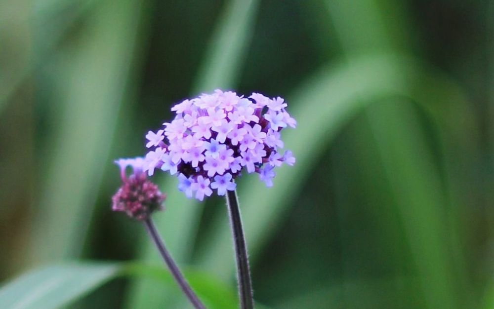 ヤナギハナガサ