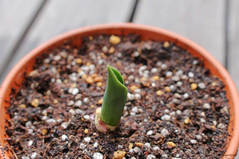 チューリップの球根の保存方法 花が終わったら植えっぱなしはng Greensnap グリーンスナップ