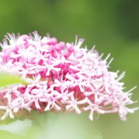 ボタンクサギの育て方｜花や枝葉の特徴とは？増やし方のコツは？の画像