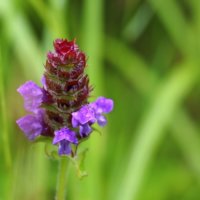 ウツボグサの育て方｜花や枝葉の特徴とは？増やし方のコツは？の画像
