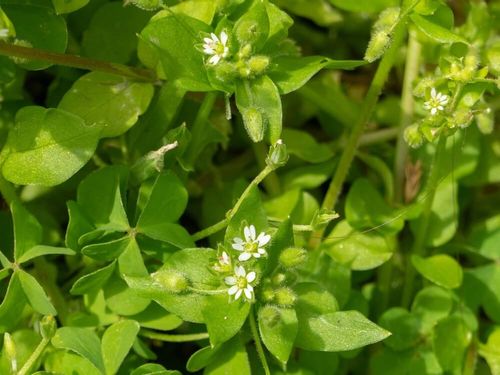 ハコベとは 花言葉や種類 花の特徴や食べ方は Greensnap グリーンスナップ