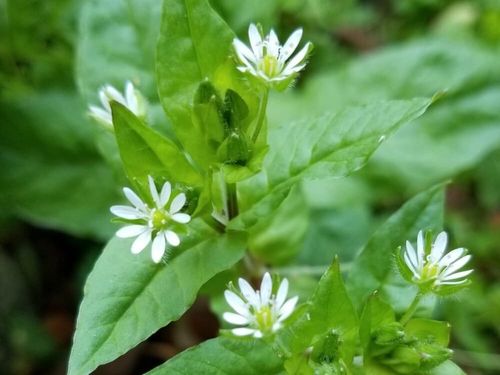 ハコベとは 花言葉や種類 花の特徴や食べ方は Greensnap グリーンスナップ