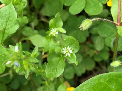 ハコベとは 花言葉や種類 花の特徴や食べ方は Greensnap グリーンスナップ