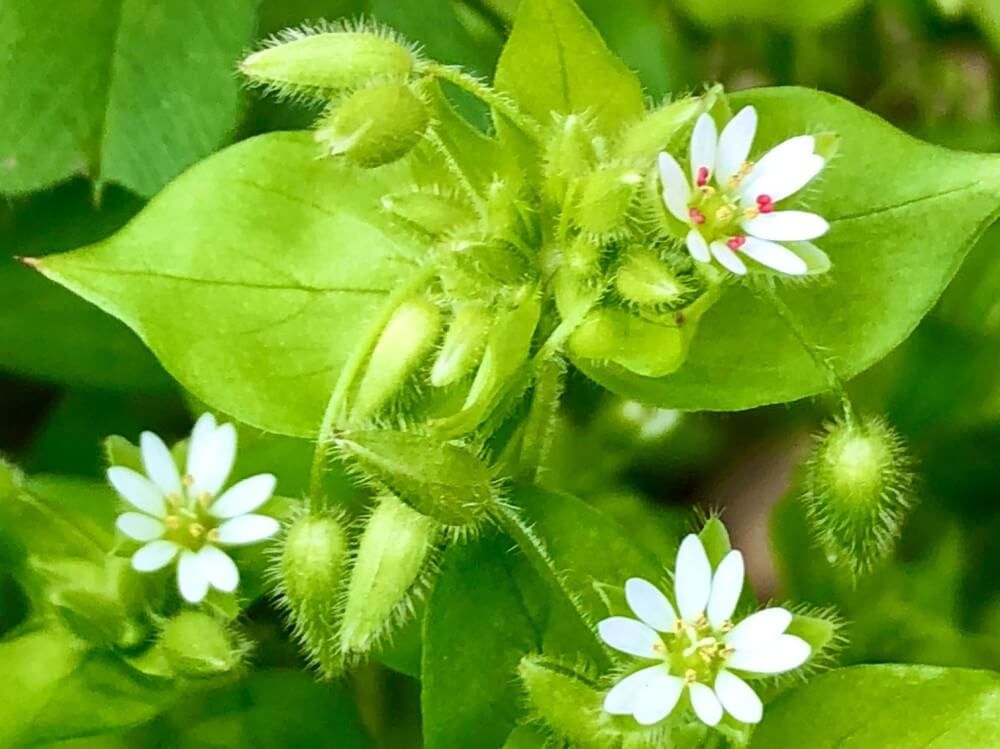 ミドリコハコベ