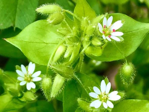 ハコベとは 花言葉や種類 花の特徴や食べ方は Greensnap グリーンスナップ