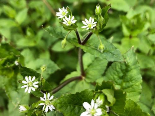 ハコベとは 花言葉や種類 花の特徴や食べ方は Greensnap グリーンスナップ