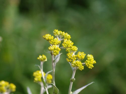 ハハコグサとは 特徴や似た花 おすすめの食べ方は Greensnap グリーンスナップ